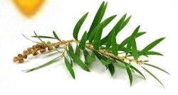 bee_hemp_ear_candles040006.jpg